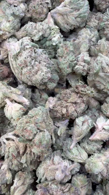 Bubba Candy Minis – Bulk Minis – Indica