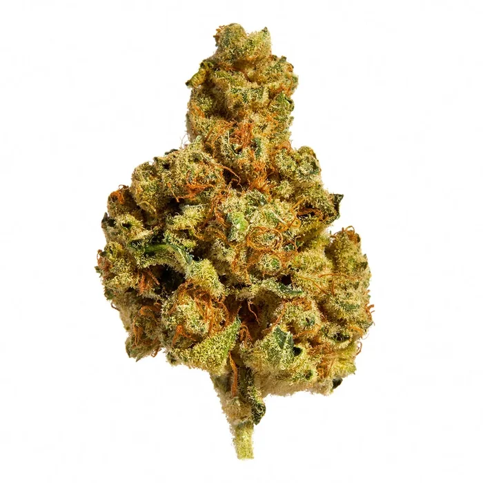 Royal High Great White Shark
