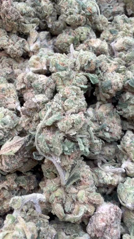 Zlushies Minis – Bulk Minis – Indica